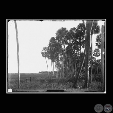 BOSQUECILLO DE PALMERAS - Fotografía de GUIDO BOGGIANI